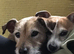 Wanted female puppy Jack Russell im in the Watford Herts area
