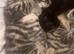 2 female kittens available