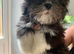 Adorable Lhasa Apso Boy puppies for sale