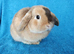 Adult mini lop for sale