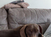 Jackhunds