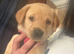 Labrador retriever puppies