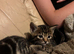 3 beautiful Kittens