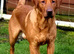 Fully Health Tested Red Fox Lab