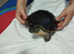 Male&Female yellow bellied slider