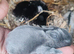 Lionhead breed babies