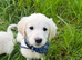 KC registered golden retreiver boy