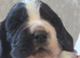 KC REGISTERED WORKING COCKER SPANIEL PUPPIES