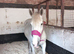 6y old Grey Cob Mare
