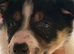 Boarder collie puppies