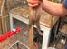 Young ferrets for sale