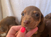 Miniature dachshund puppies