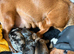 Miniature Dachshund