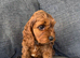 Cockapoo