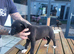 Lurcher pup boy