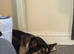 Millie | 1.5 year old Akita Shepherd