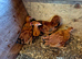 SOLD New Hampshire Red Bantams 1 male 3 Females
