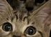 Female kitten for sale, Beautiful colouring and extremely affectionate.