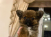 Griffon x Pomeranian girl for sale