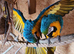 Breeding pair of macaws male and female
