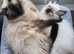 PURE BRED male seal point ragdoll kitten ready NOW
