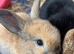 Two Gorgeous Mini Lop Babies