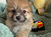 Rare healthy Shirarian puppies health checked