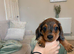 BEAUTIFUL MINIATURE DACHSHUNDS
