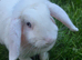 Female lop