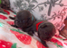 Puppy's for sale