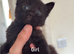 2 kittens for sale