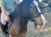 Little Alfie 11.2/3hh 3 1/2 year old