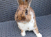 Rex cross lionhead
