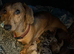 Buni love 6 months old little girl mini miniature