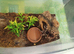 Brazilian white knee tarantula subadult female