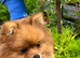 Stunning pomeranian female