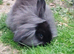 Male lionhead cross rabbits