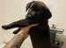 Chocolate Brindle Female Puppy Ready For Her Forever Home!!
