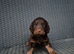 Ready Now Tri Coloured Cocker Spaniels