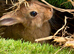 1 x BUCK/MALE BUNNY LEFT FOR SALE READY NOW!