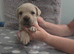 Straw Cane Corso Pups