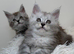 Stunning Maine Coons ( poly) Tica registered
