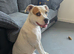 Female american bulldog