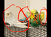 3 budgies and indoor avairy