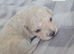 6 beautiful cavachon X cockapoo puppies
