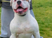 Johnson American Bulldog ** STUD **