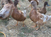 Buff Orpington Drakes