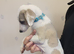 Last 4 RKC pups