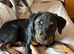 Rotty pup