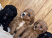 F1 cavapoo